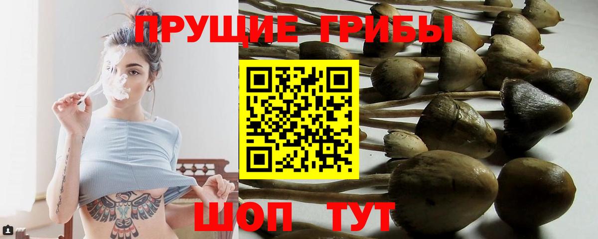 Псилоцибиновые грибы Psilocybine cubensis Таганрог